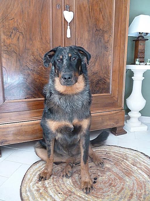 domainedelalicorne.fr Elevage de beauceron chiot beauceron pure race élevage du clos de la licorne elevage des gardiens de la licorne elevage beauceron noir et feu authentique gros gabarits élevage de Beauceron familial sérieux et qualité domainedelalicorne.fr suivi des chiots conseil d’éducation chiot propre bas rouge santé caractère spécialiste du beauceron noir et feu ou arlequin chien rustique berger de France  nos chiots sont élevés avec amour et attention notre passion au service de la qualité Beauceron de qualité et sportif domaine de la licorne 04380 BARRAS élevage en liberté éleveur berger de beauce élevage de beauceron de travail 